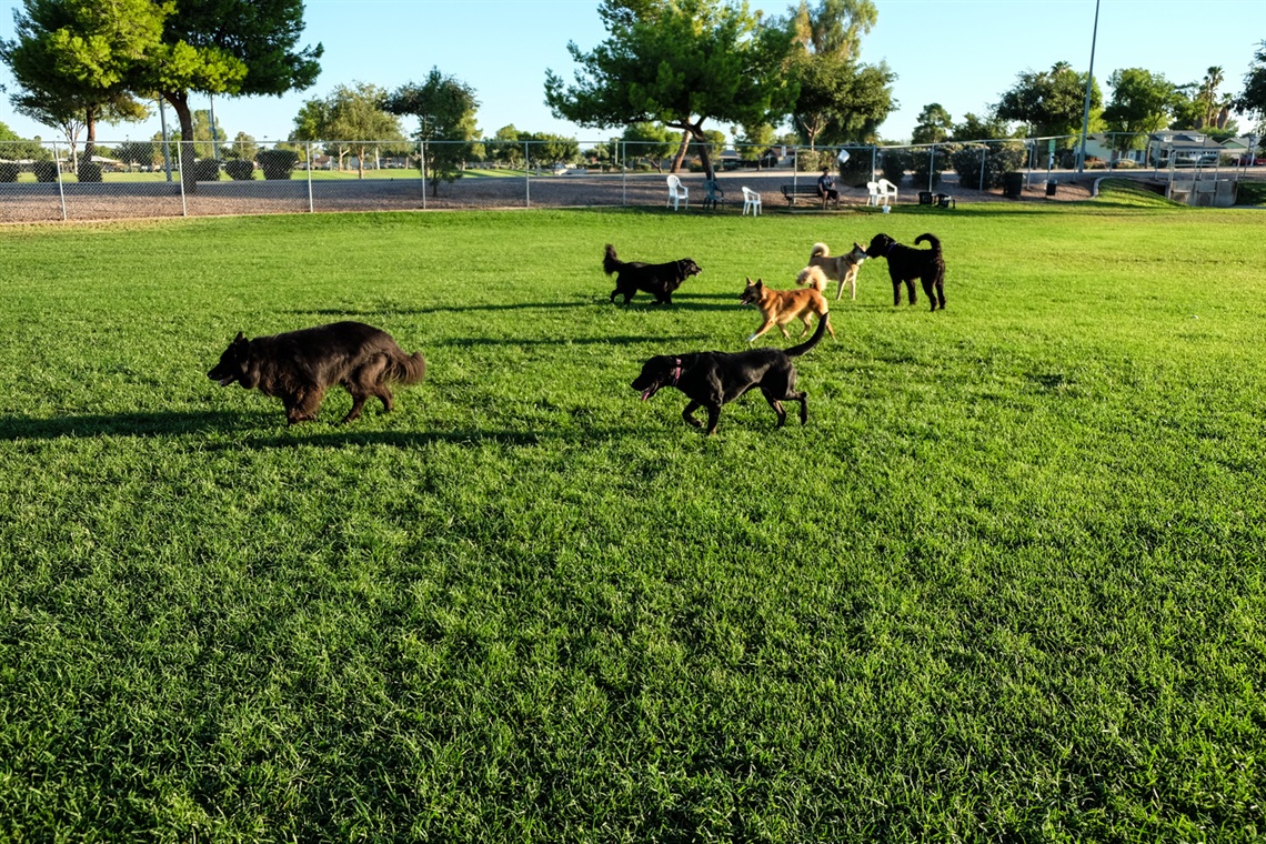 Countryside Dog Park