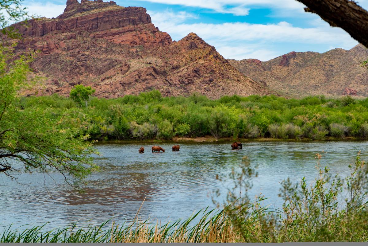 Lower Salt River Recreation Area