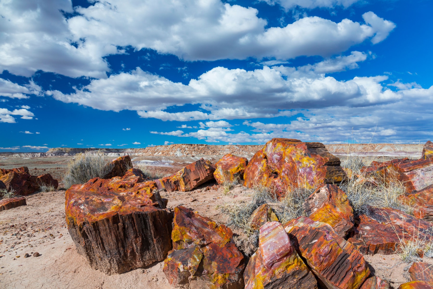 Petrified Forest National Park