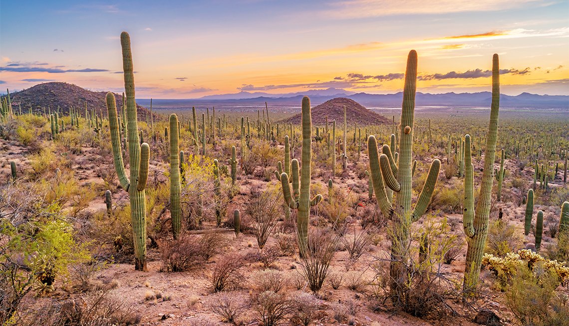 Saguaro National Park East