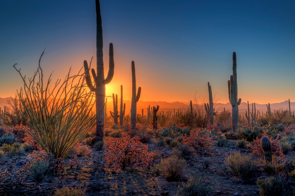 Saguaro National Park West
