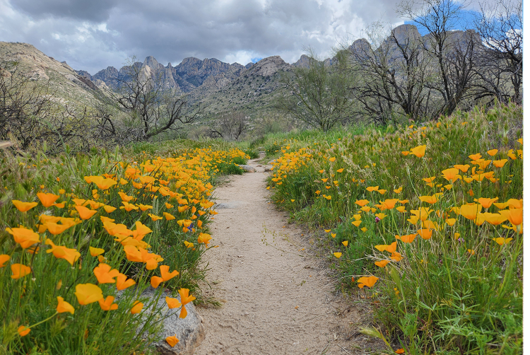 Catalina State Park