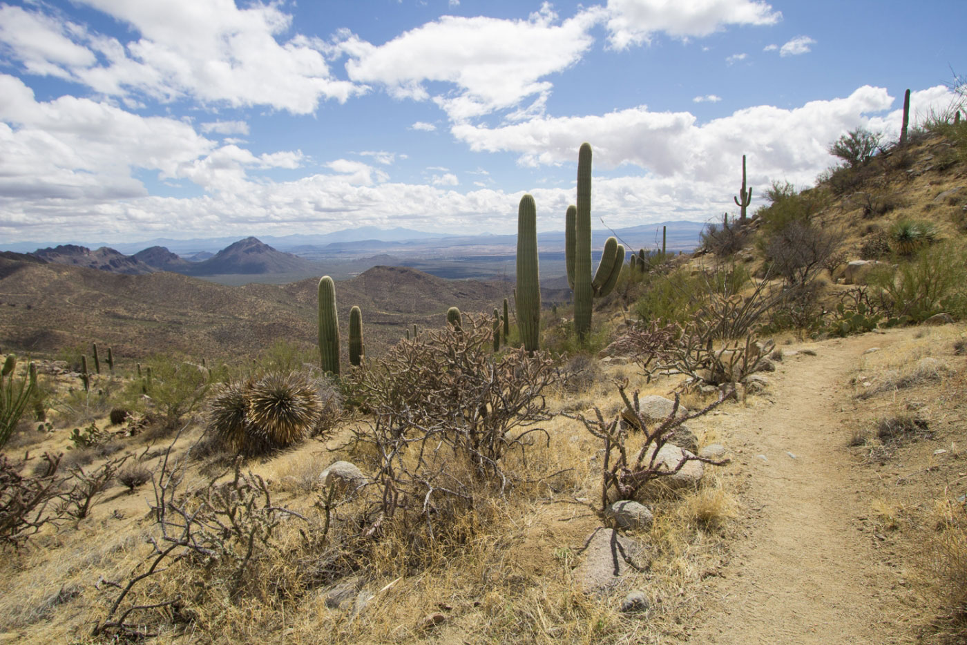 Wasson Peak via King Canyon Trail